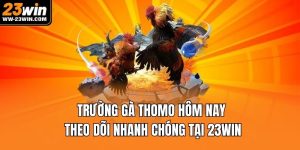trường gà thomo hôm nay