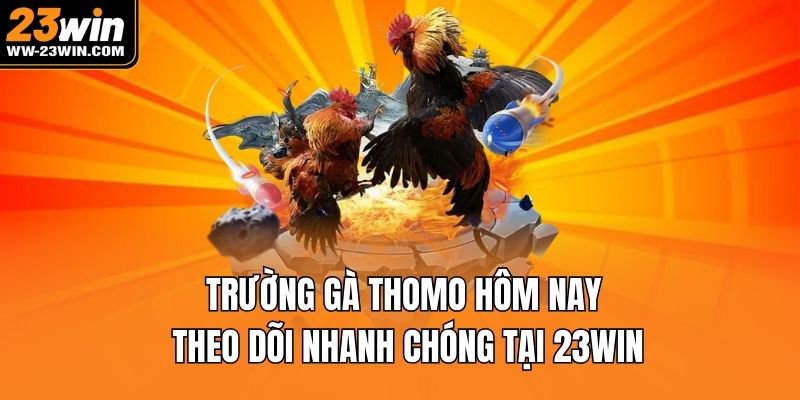 trường gà thomo hôm nay